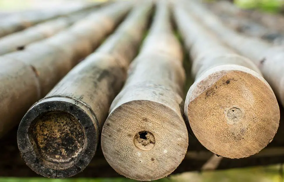 עיצוב במבוק